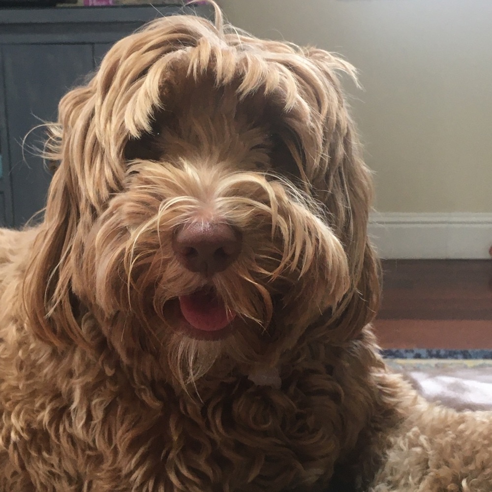 Meet your Posher, Ronda